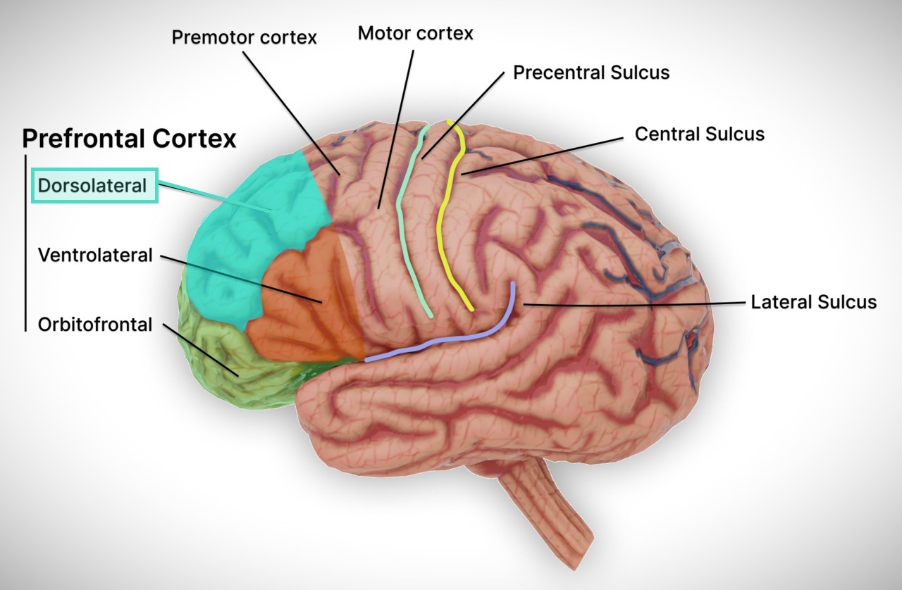 TMS for Depression Targets the Left Dorsolateral Prefrontal Cortex (DLPFC) 